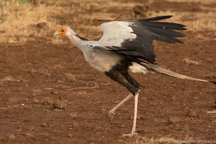 Sekretär bei der Landung Sekretär bei der Landung