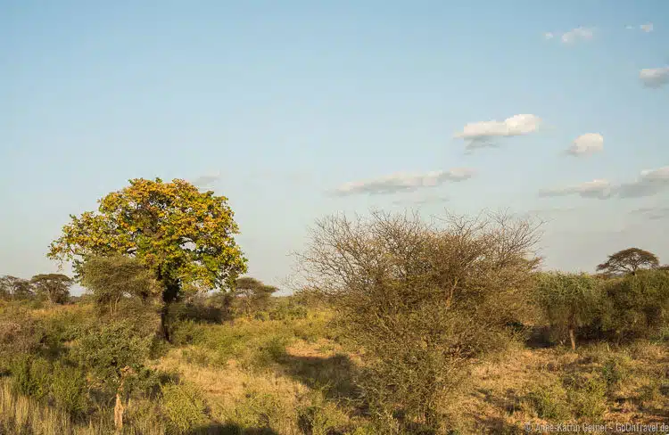Szenerie mit Baobab im Meru NP