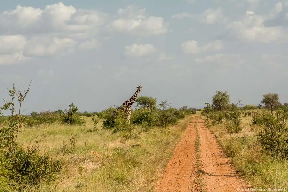 Netzgiraffe am Wegesrand im Meru Nationalpark Netzgiraffe am Wegesrand im Meru Nationalpark