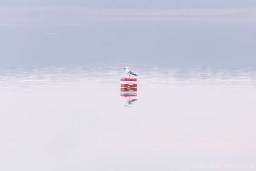 Möwe im Morgennebel