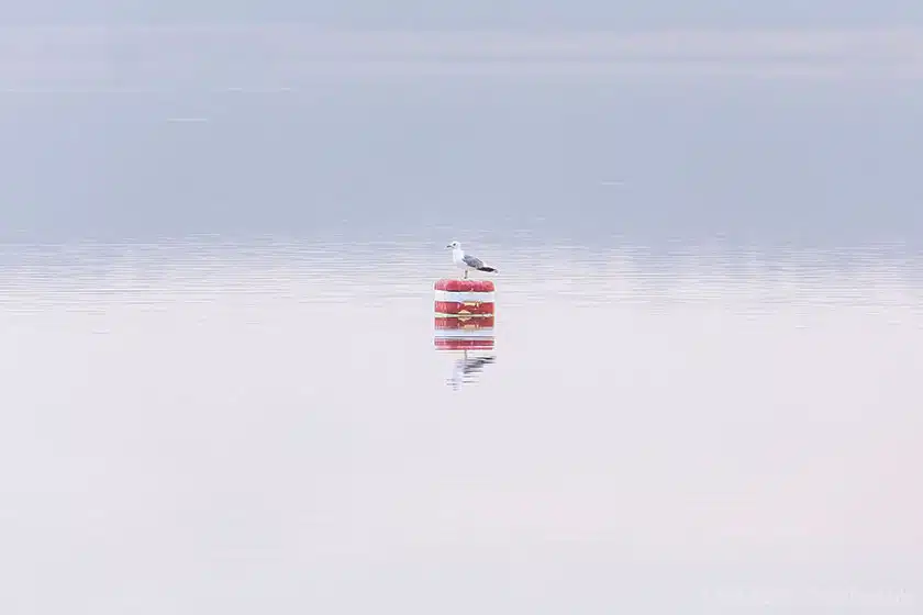 Möwe im Morgennebel Möwe im Morgennebel