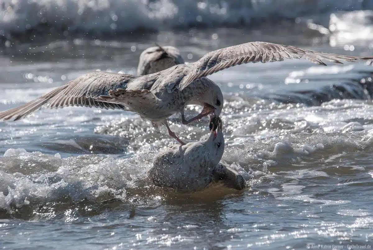 junge Möwen streiten sich auf der Buhne am Hauptstrand junge Möwen streiten sich auf der Buhne am Hauptstrand