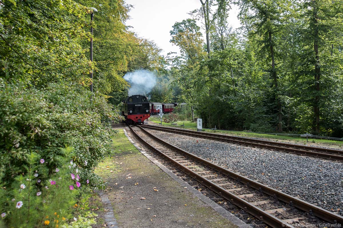 Schmalspurbahn Molli fährt in Heiligendamm ein