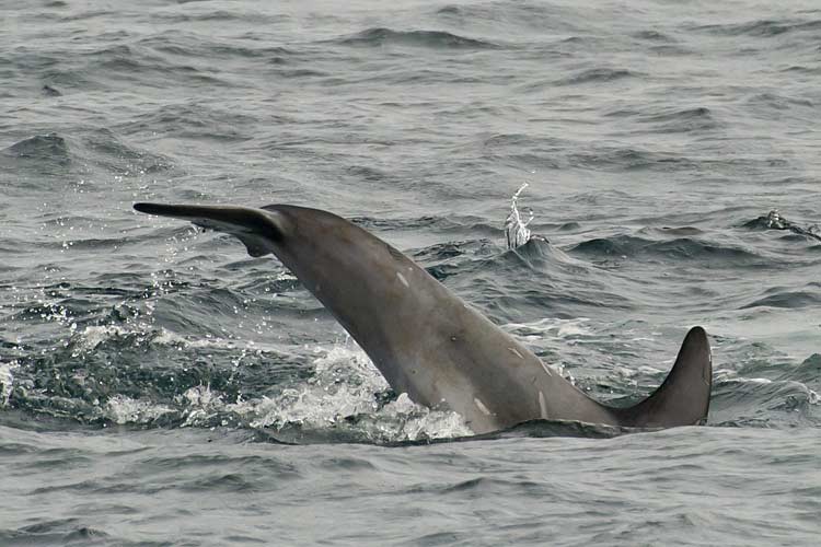 Risso-Delfine vor Monterey