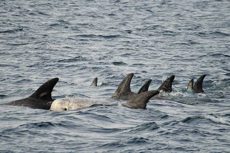 Risso-Delfine vor Monterey Risso-Delfine vor Monterey