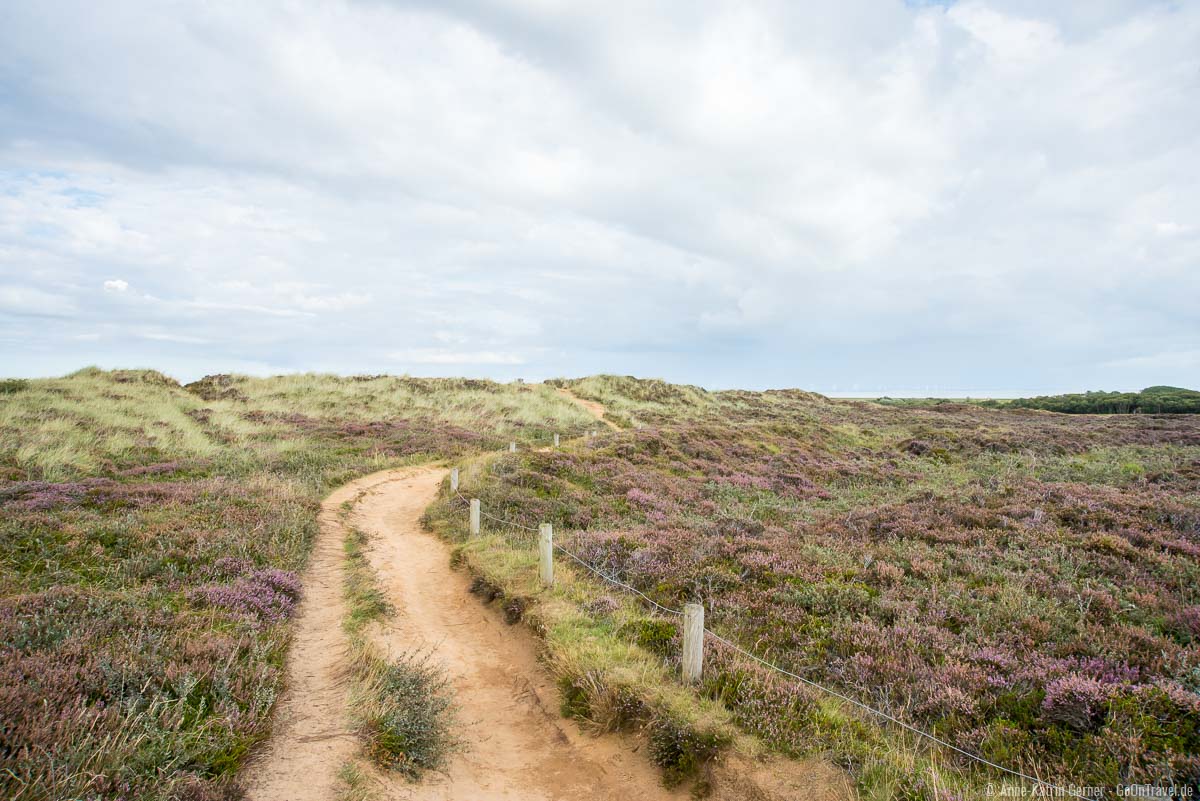 Rundwanderweg durch die Heide am Morsum Kliff Rundwanderweg durch die Heide am Morsum Kliff