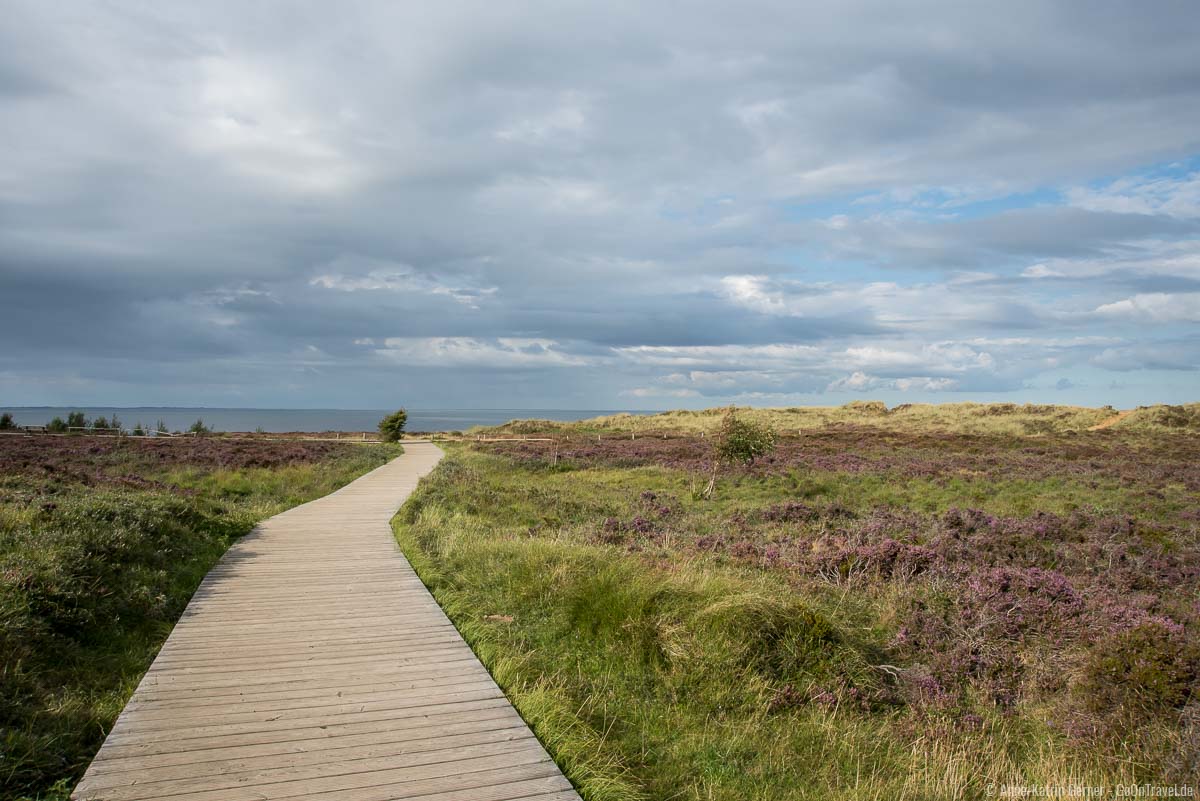 Holzsteg durch die Heide zum Aussichtspunkt Morsum Kliff Holzsteg durch die Heide zum Aussichtspunkt Morsum Kliff