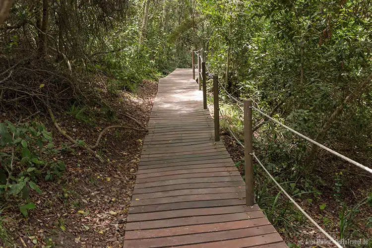 Der Mouth Trail im Tsitsikamma Nationalpark Der Mouth Trail im Tsitsikamma Nationalpark
