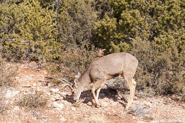Ein Mule Deer grast vor dem Gebüsch. Ein Mule Deer grast vor dem Gebüsch.