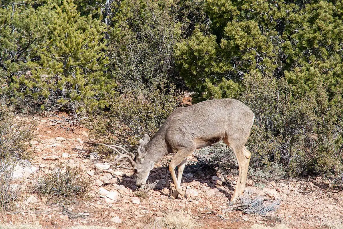 Ein Mule Deer grast vor dem Gebüsch.