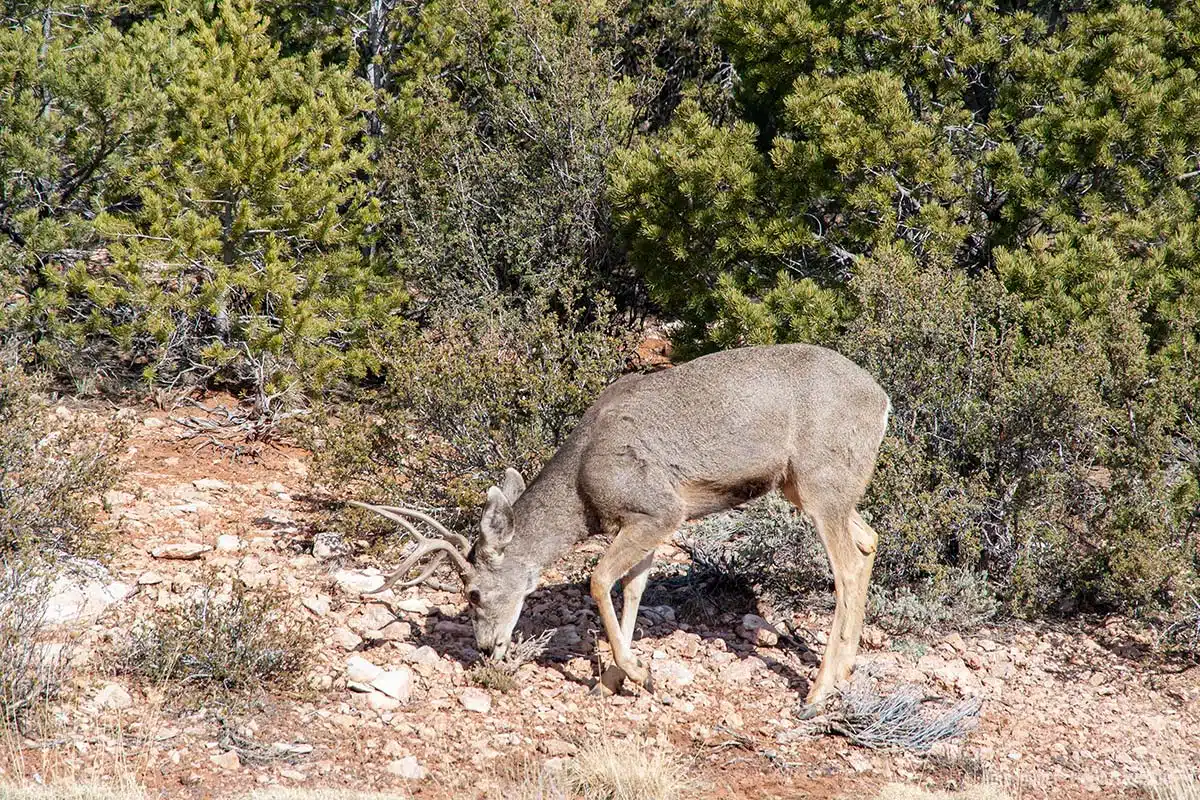 Ein Mule Deer grast vor dem Gebüsch. Ein Mule Deer grast vor dem Gebüsch.