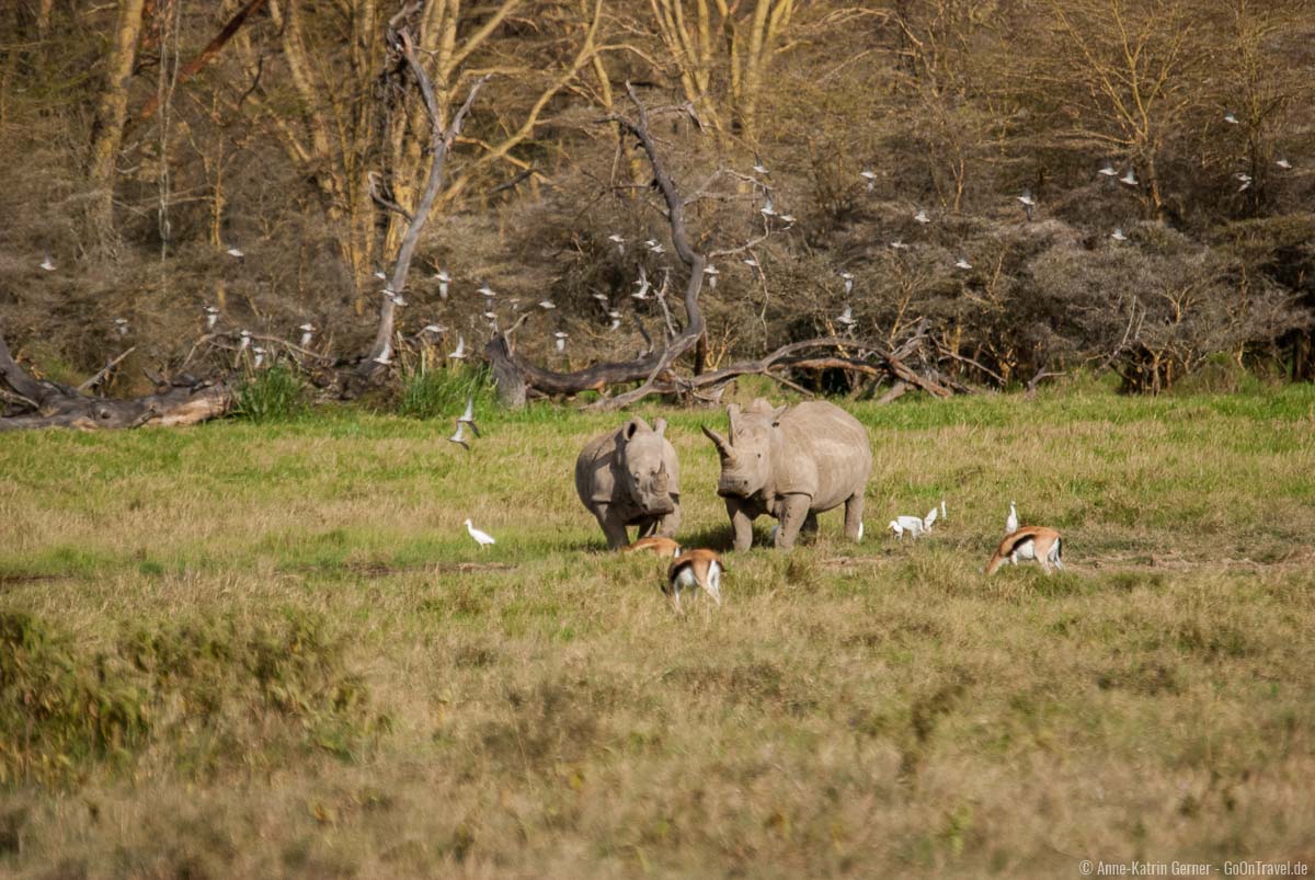 Breitmaulnashörner im Lake Nakuru Nationalpark