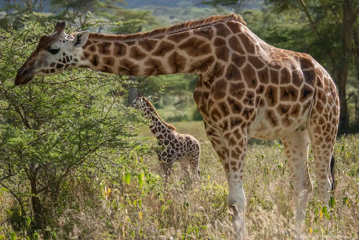 Die seltenen Rothschild-Giraffen leben im Nakuru Nationalpark Die seltenen Rothschild-Giraffen leben im Nakuru Nationalpark