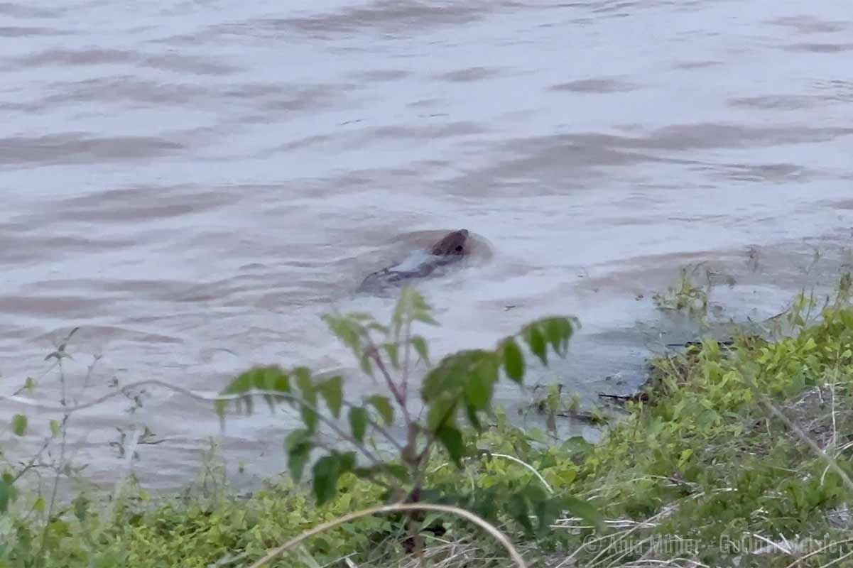 Biber im Mississippi Fluss Biber im Mississippi Fluss