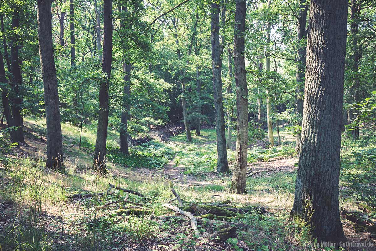 Im Grunewald kannst du die Natur Berlin genießen