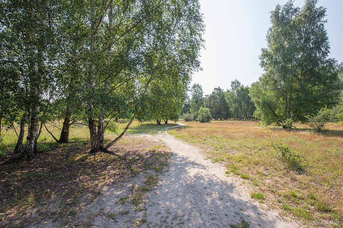 Dahlemer Feld im Grunewald