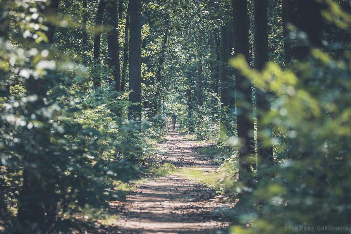 Wanderweg im Grunewald