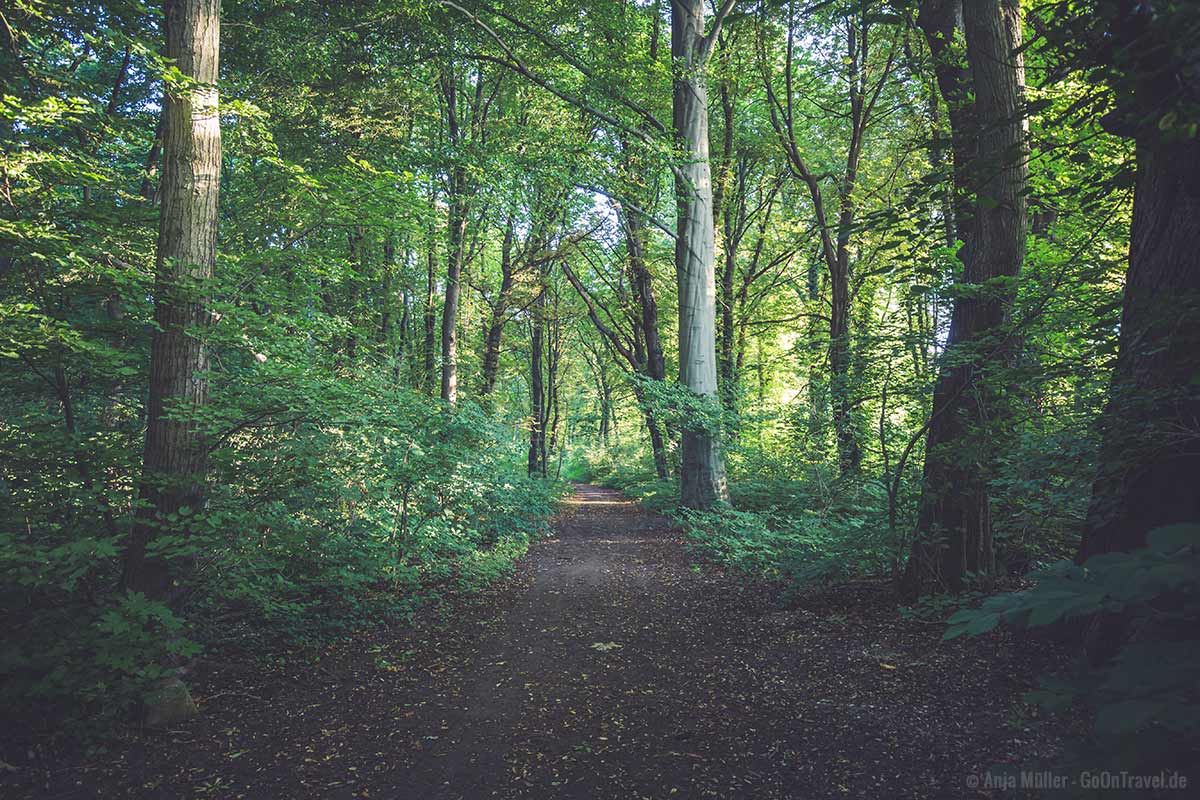 Der Plänterwald ist eine schöne Naturoase in Berlin