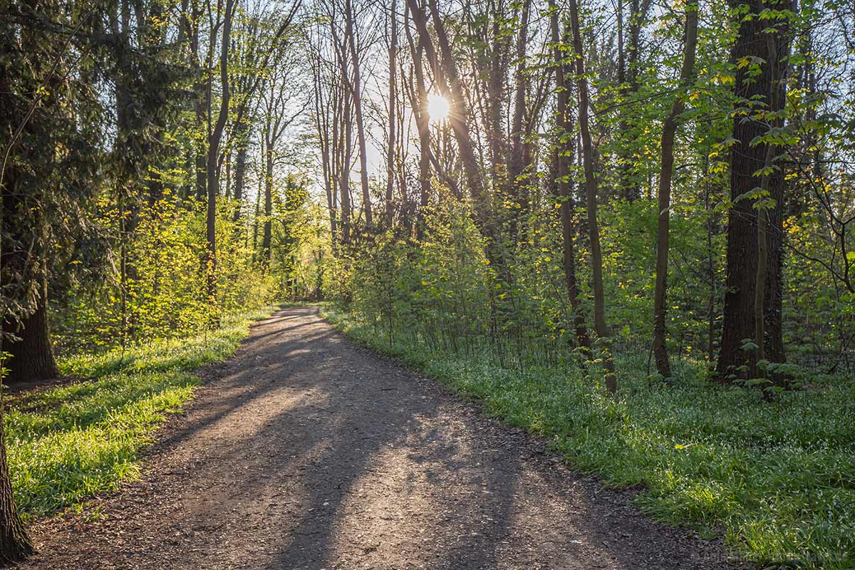 Wanderweg im Pläterwald