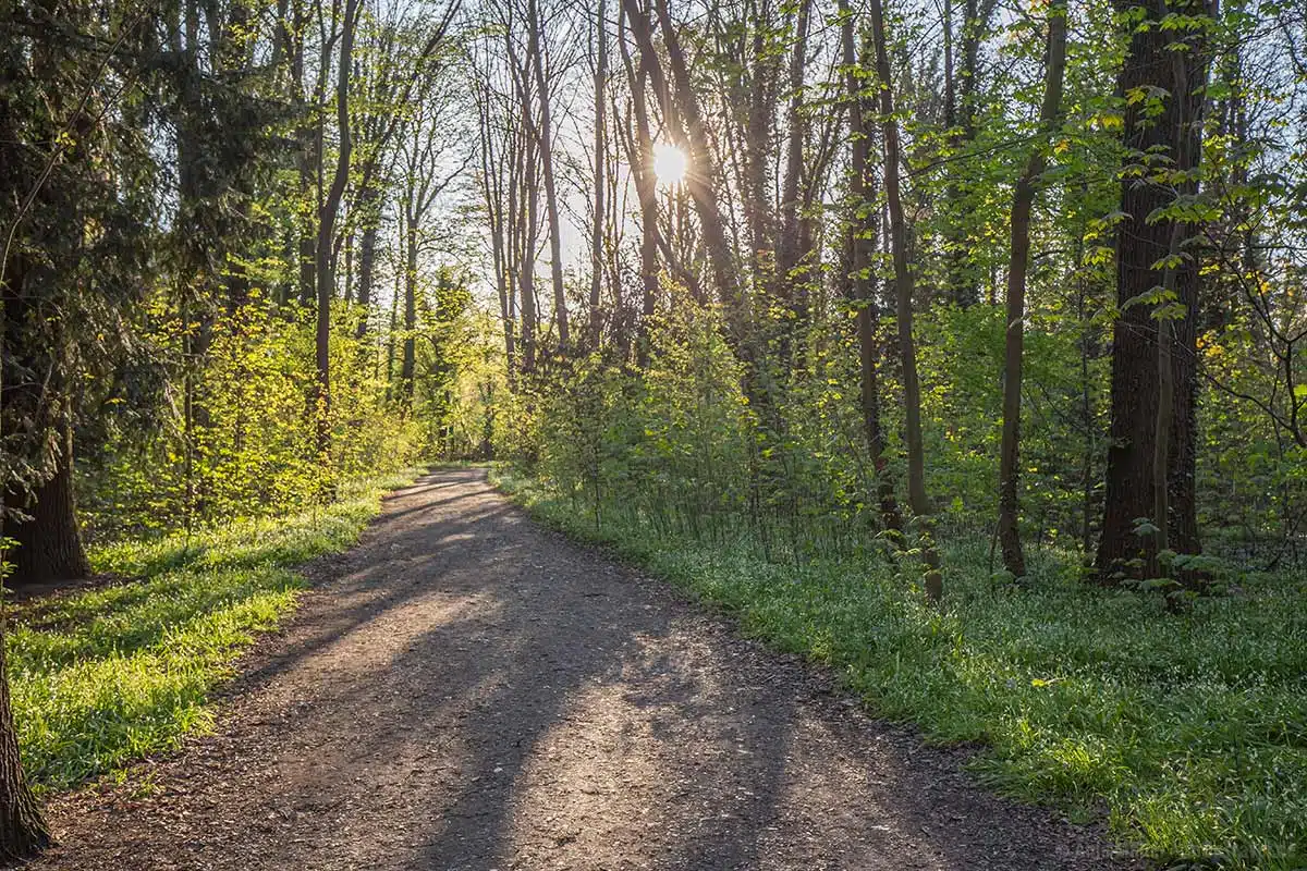 Wanderweg im Pläterwald Wanderweg im Pläterwald