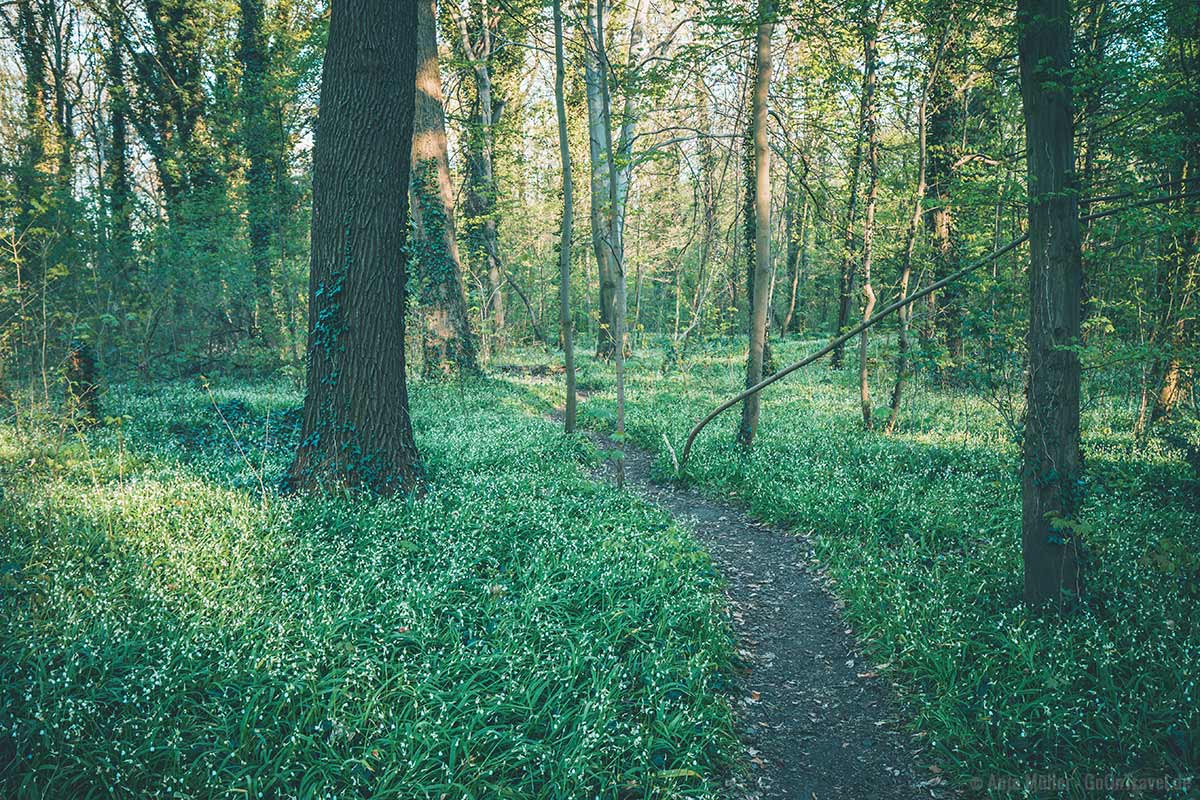 Im Frühling blüht im Plänterwald der Bärlauch