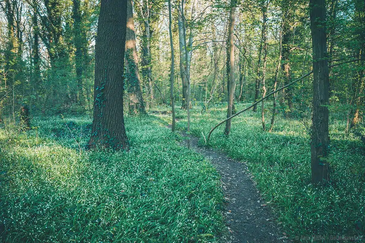 Im Frühling blüht im Plänterwald der Bärlauch Im Frühling blüht im Plänterwald der Bärlauch