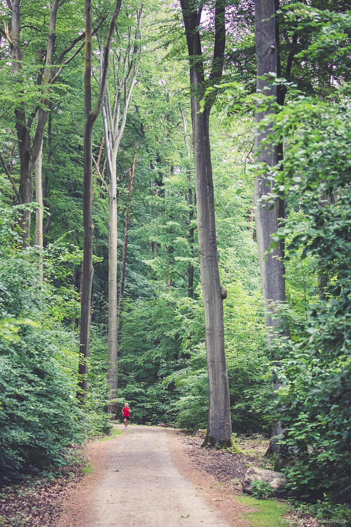 Beliebte Laufstrecke im Tegeler Forst