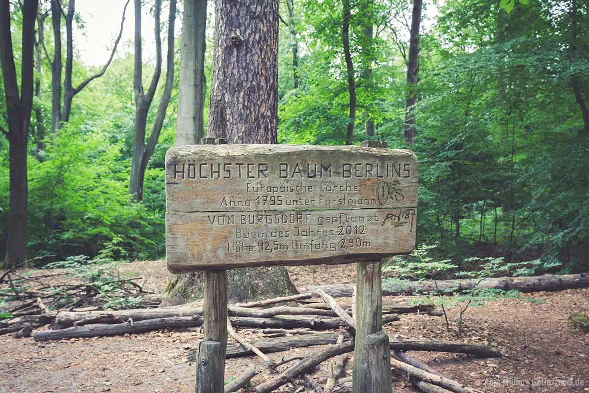 Der höchste Baum Berlin steht im Tegeler Forst Der höchste Baum Berlin steht im Tegeler Forst