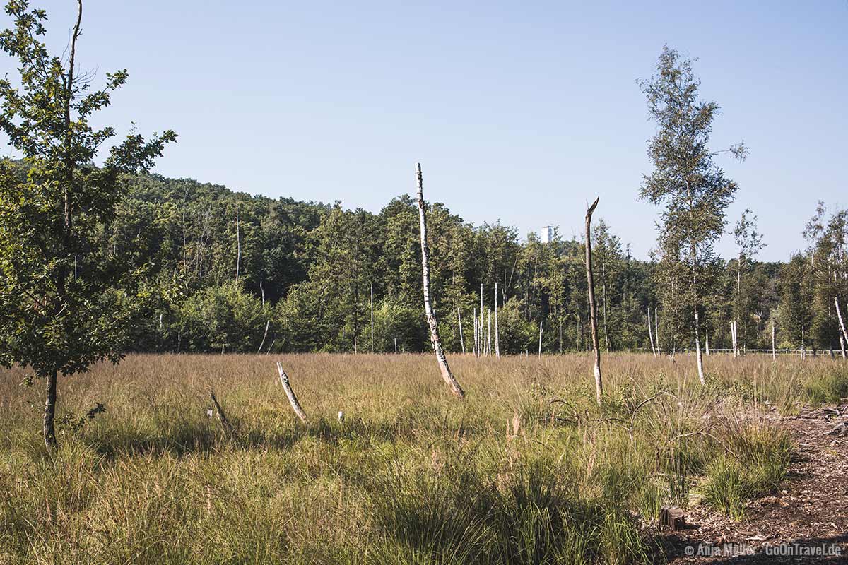 Teufelsberg mit Blick auf die Müggelberg und den Müggelturm