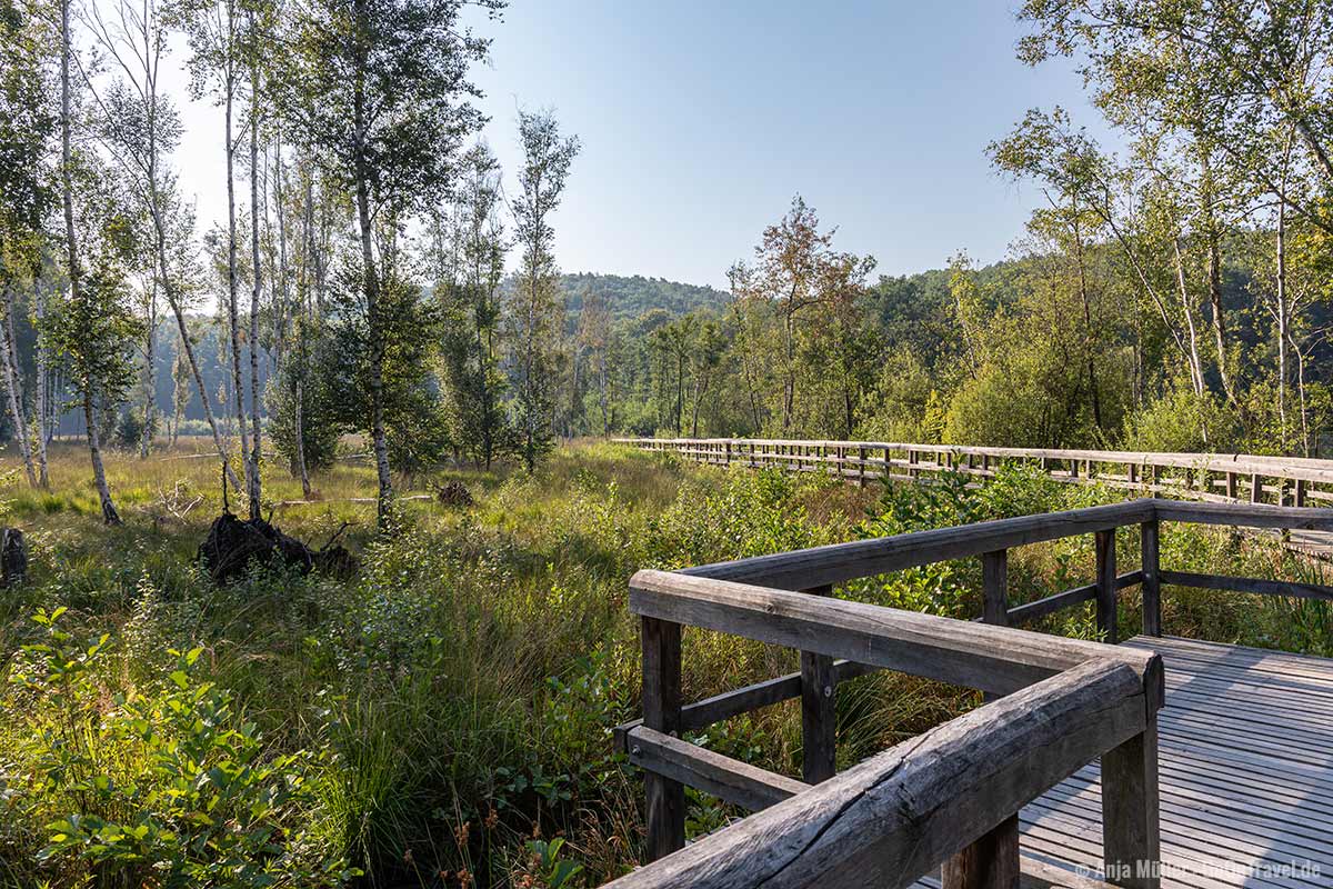 Holzsteg im Teufelsmoor