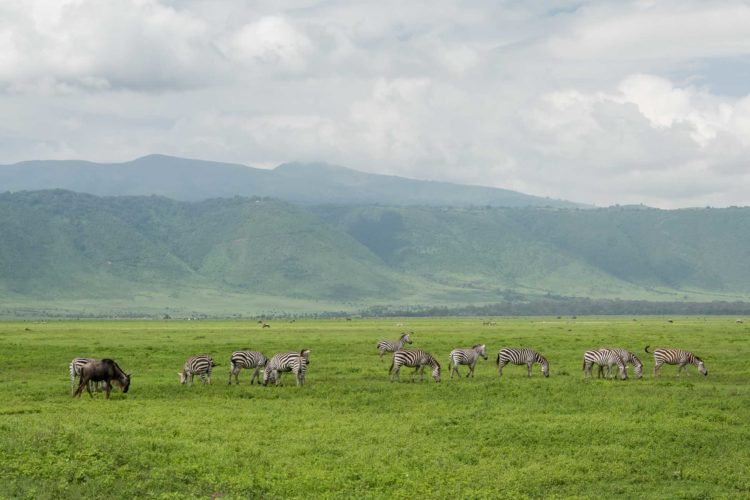 Ngorongoro Krater am Morgen Zebras