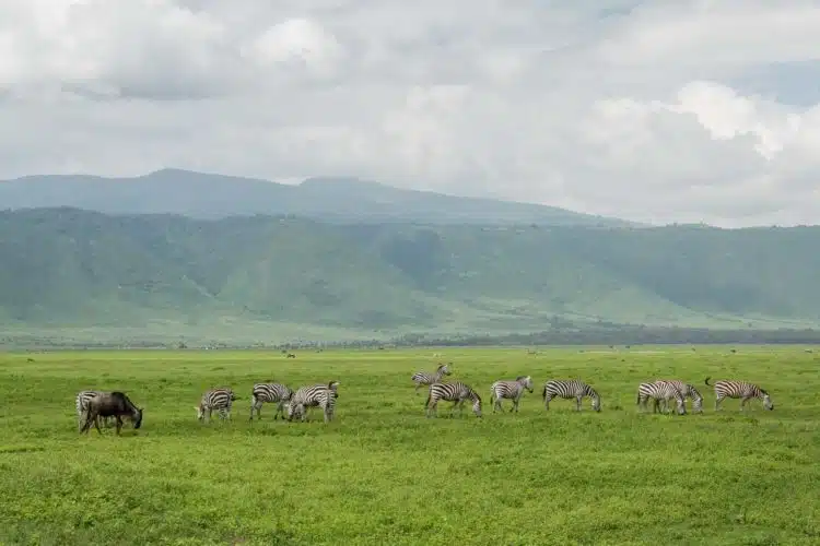 Ngorongoro Krater am Morgen Zebras