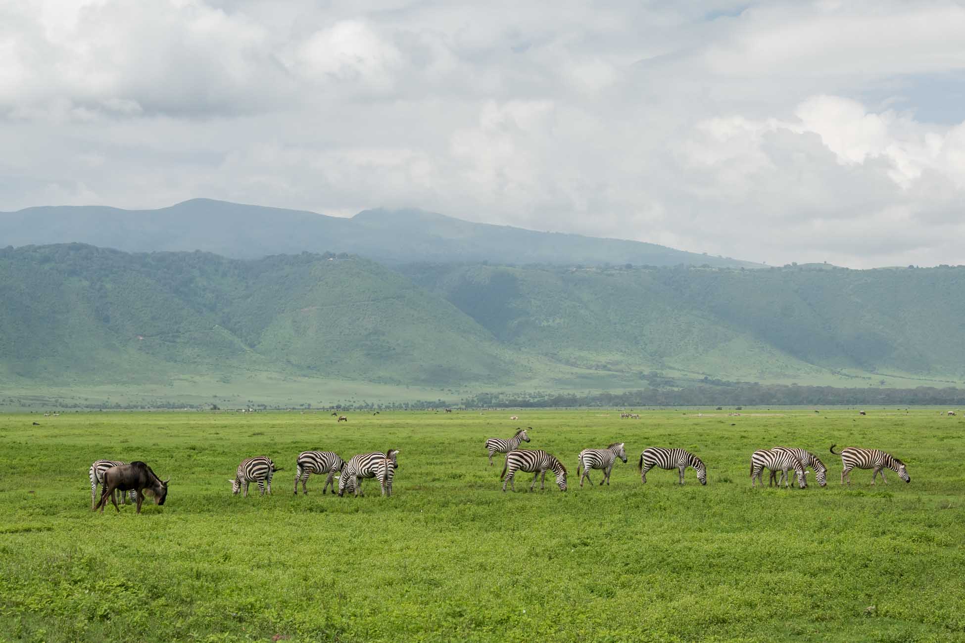 Ngorongoro Krater am Morgen Zebras