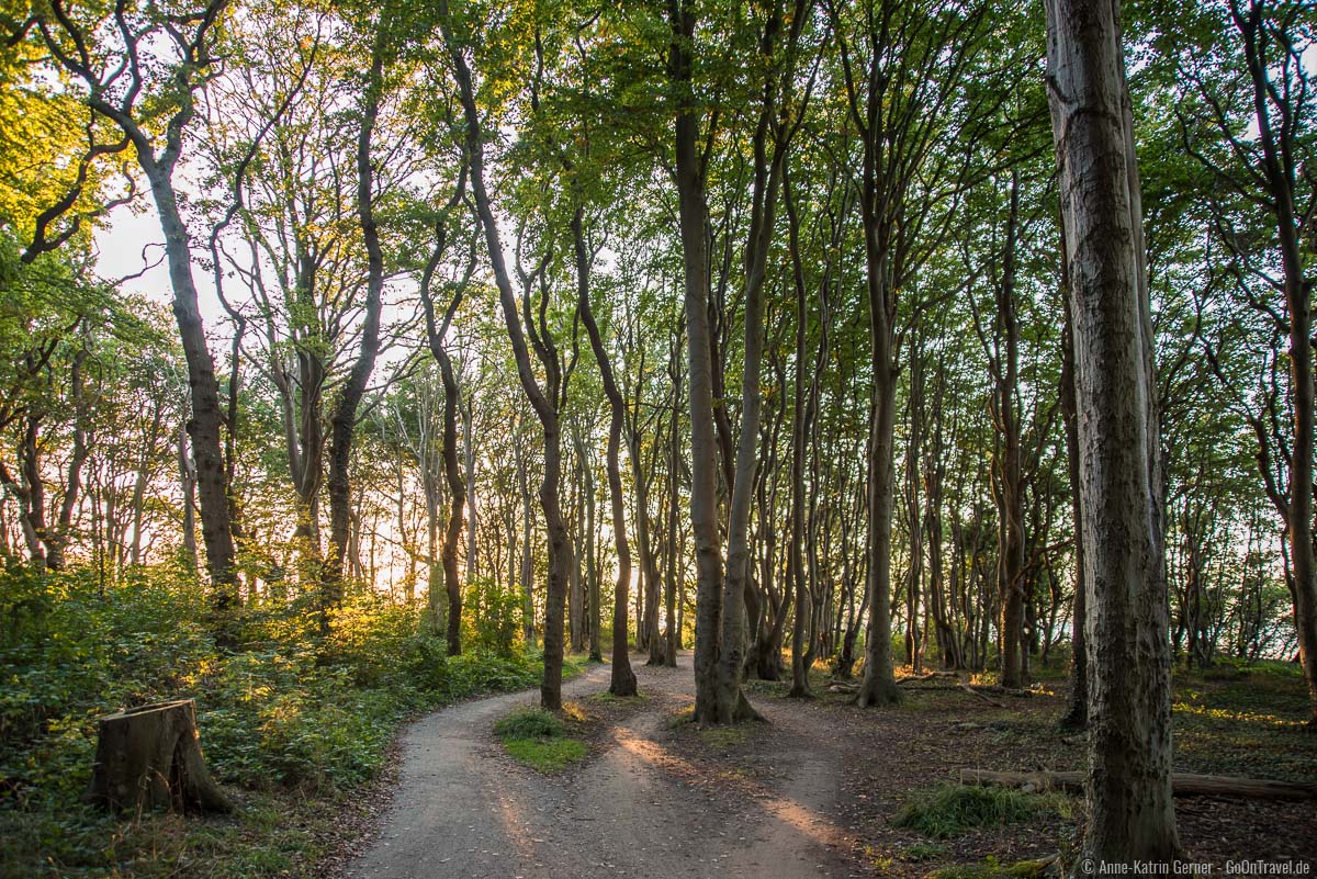 Viele Wege führen durch den den Gespensterwald Viele Wege führen durch den den Gespensterwald