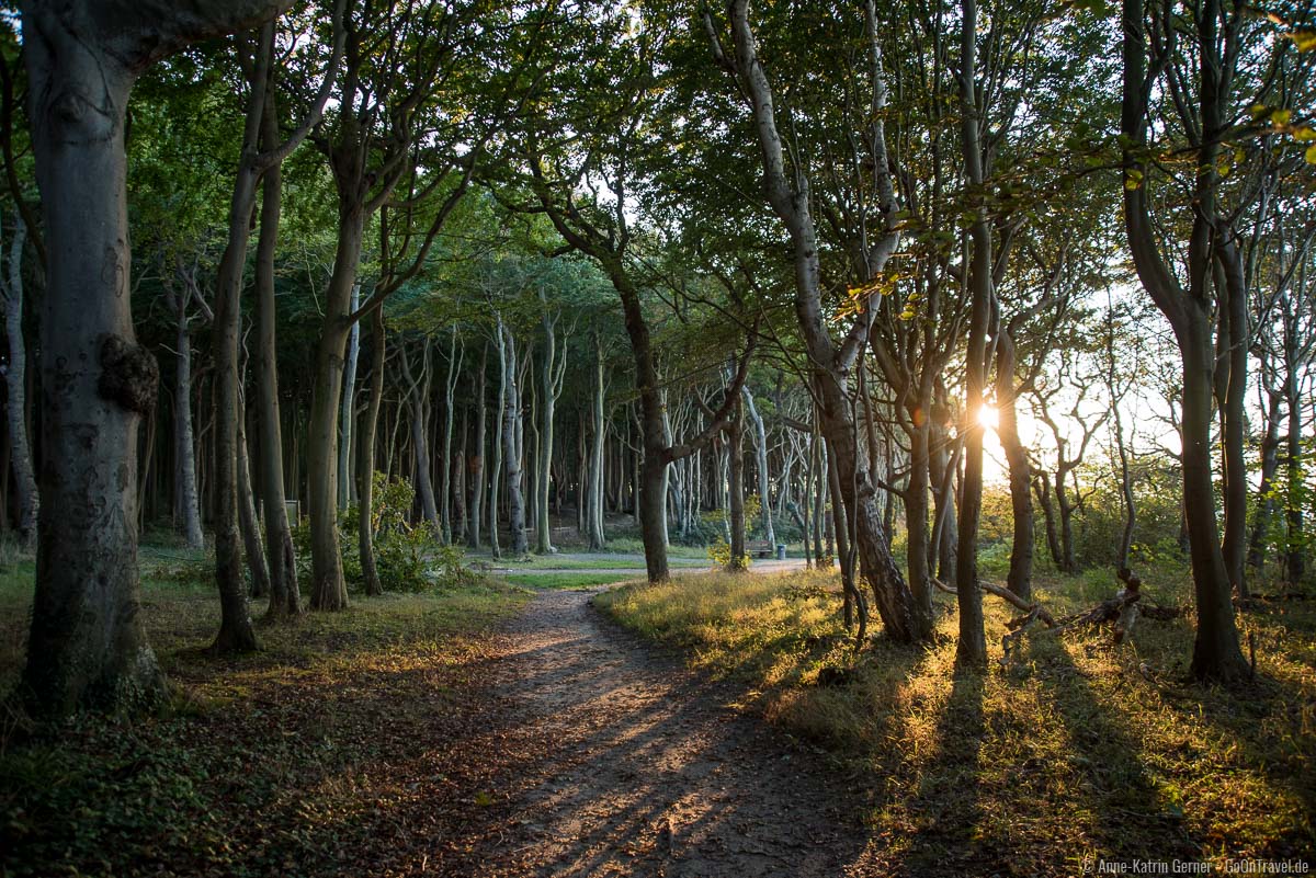 Radweg durch den Gespensterwald Radweg durch den Gespensterwald
