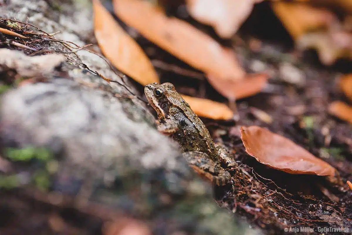 Moorfrosch im Nonnenfließ Moorfrosch im Nonnenfließ
