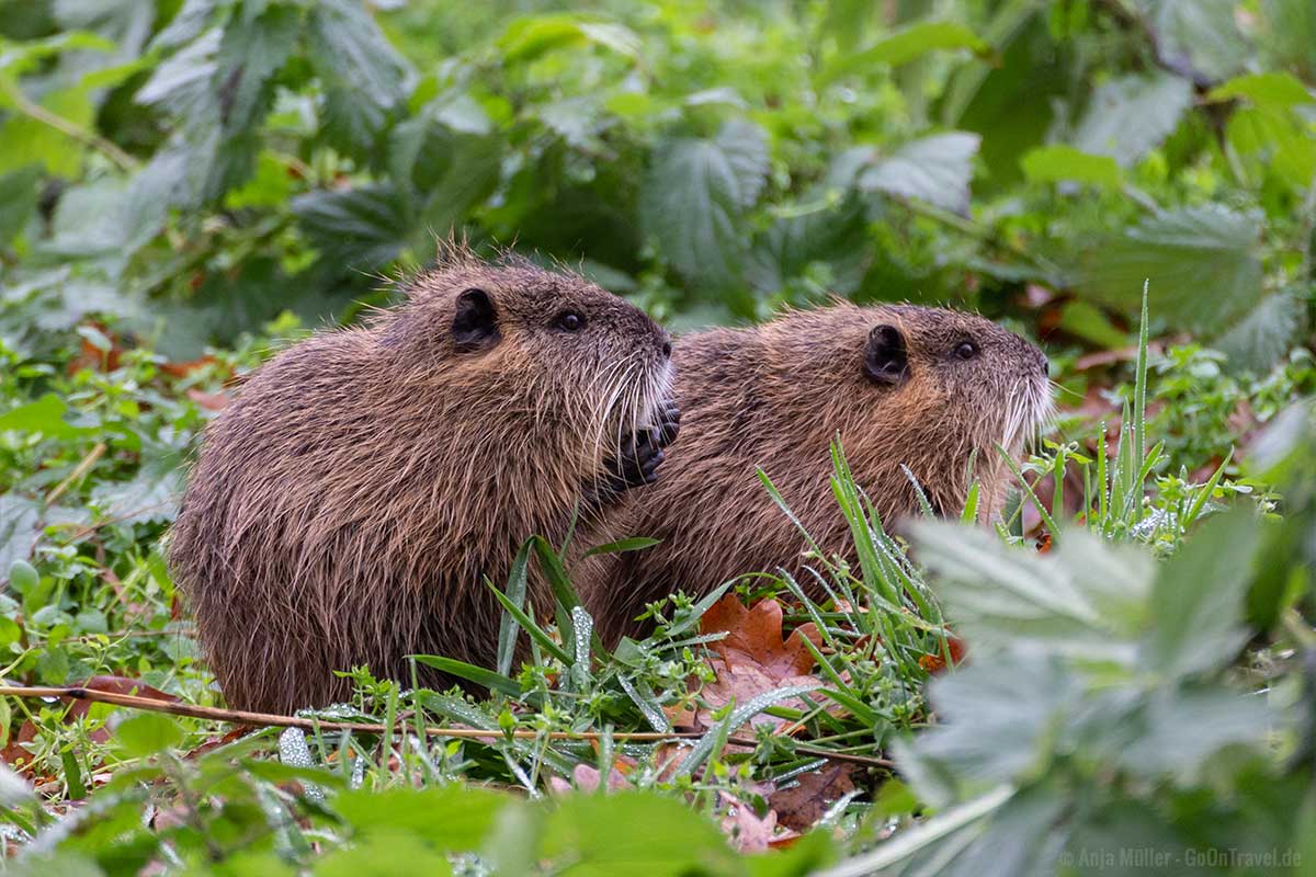 Nutrias bei der Futteraufnahme