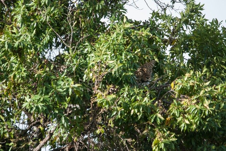 Endlich entdeckt - der Leopard!