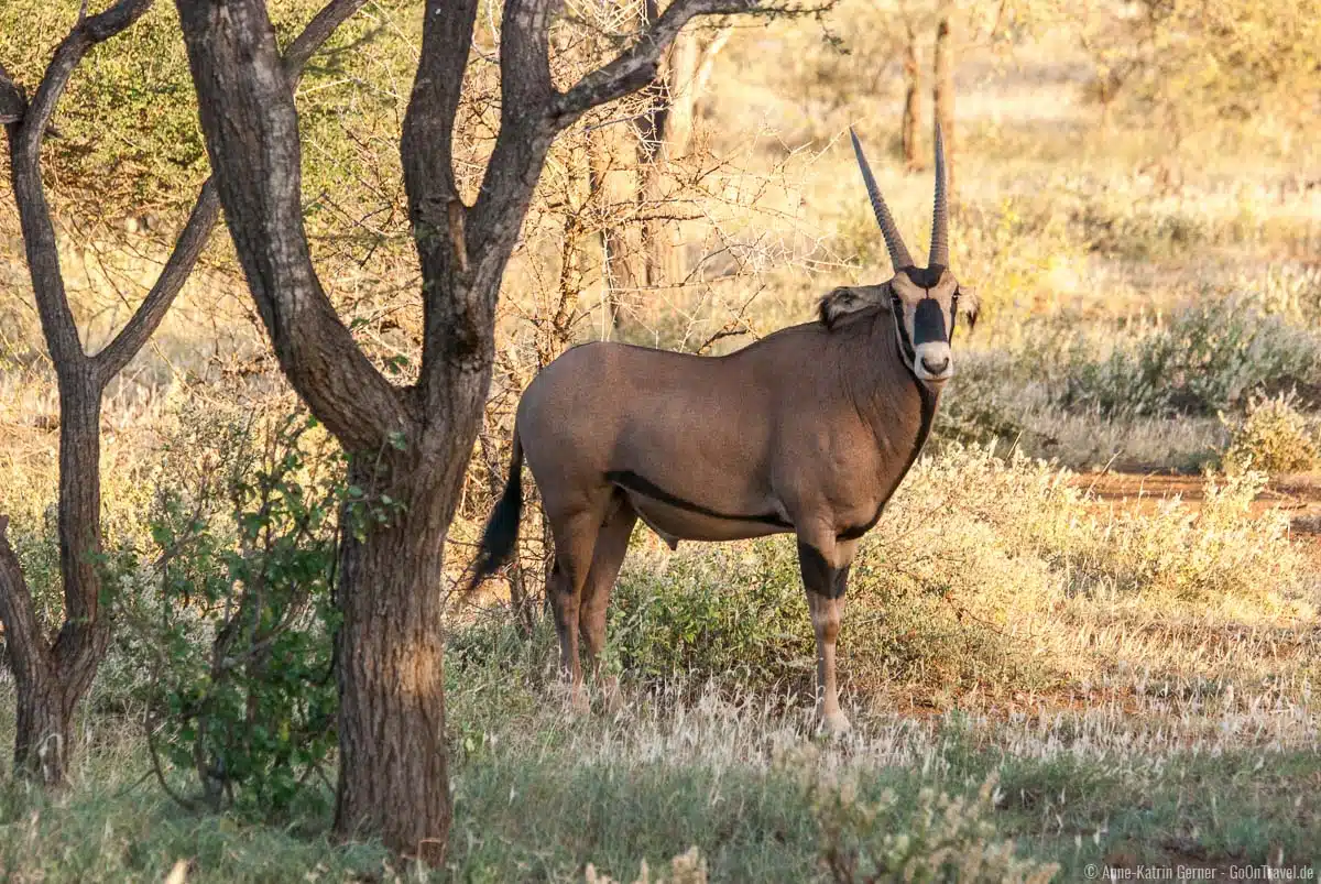 Oryx Antilopen halten sich gerne im trockenen Buschland vom Tsavo West auf
