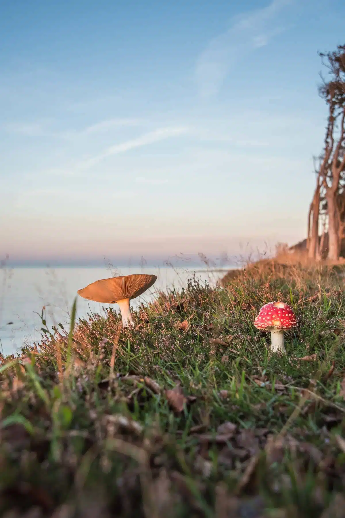 Am Klippenrand wachsen im Herbst beliebte Fotomotive Am Klippenrand wachsen im Herbst beliebte Fotomotive