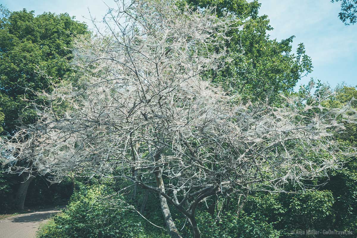 Viele Bäume in der Hasenheide sind mit Spinnenweben überzogen Viele Bäume in der Hasenheide sind mit Spinnenweben überzogen