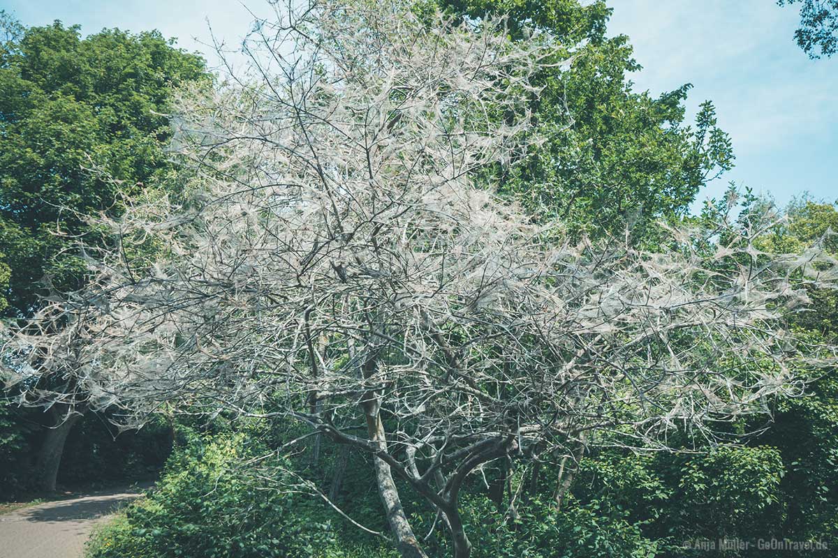 Viele Bäume in der Hasenheide sind mit Spinnenweben überzogen