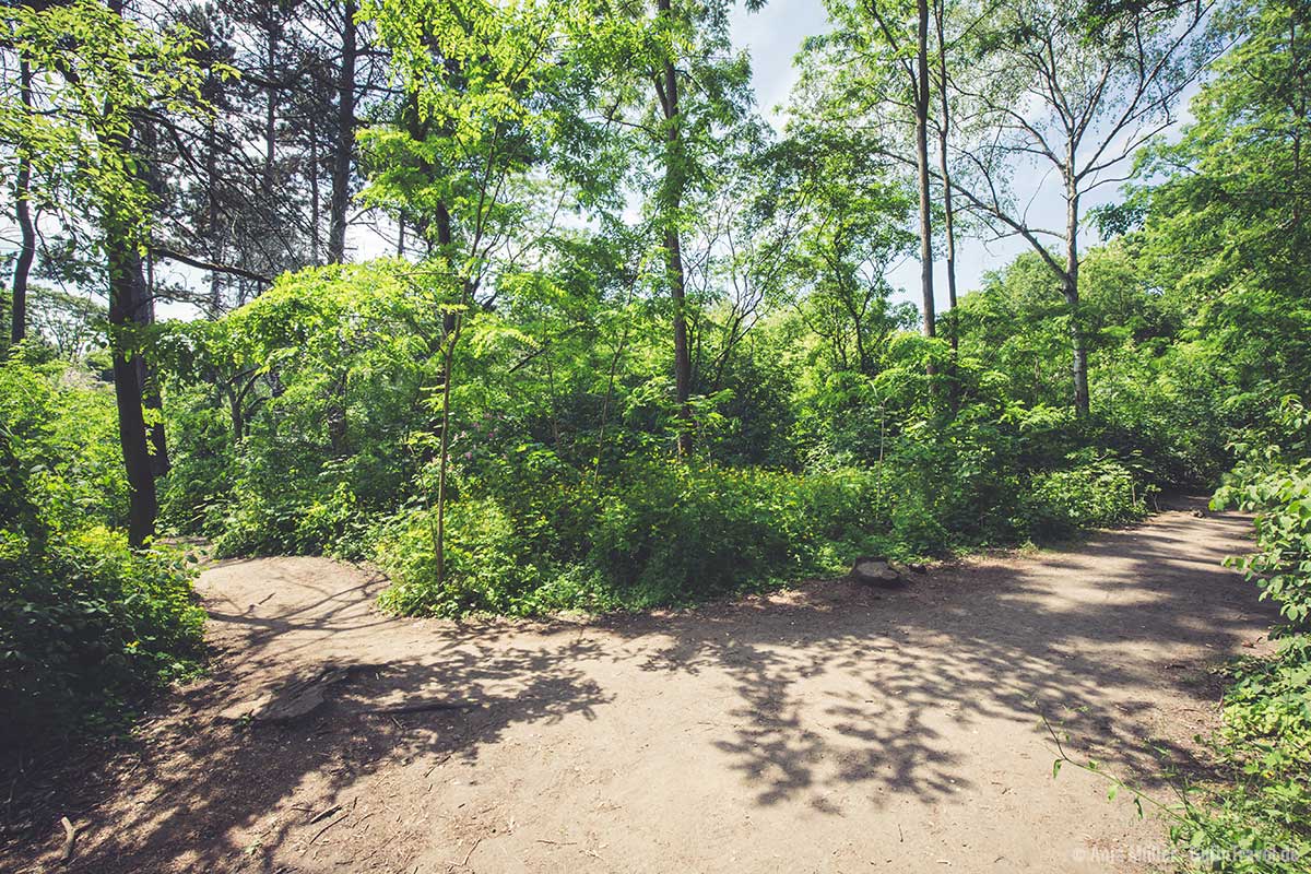 Verschlungene Wege in der Hasenheide Verschlungene Wege in der Hasenheide