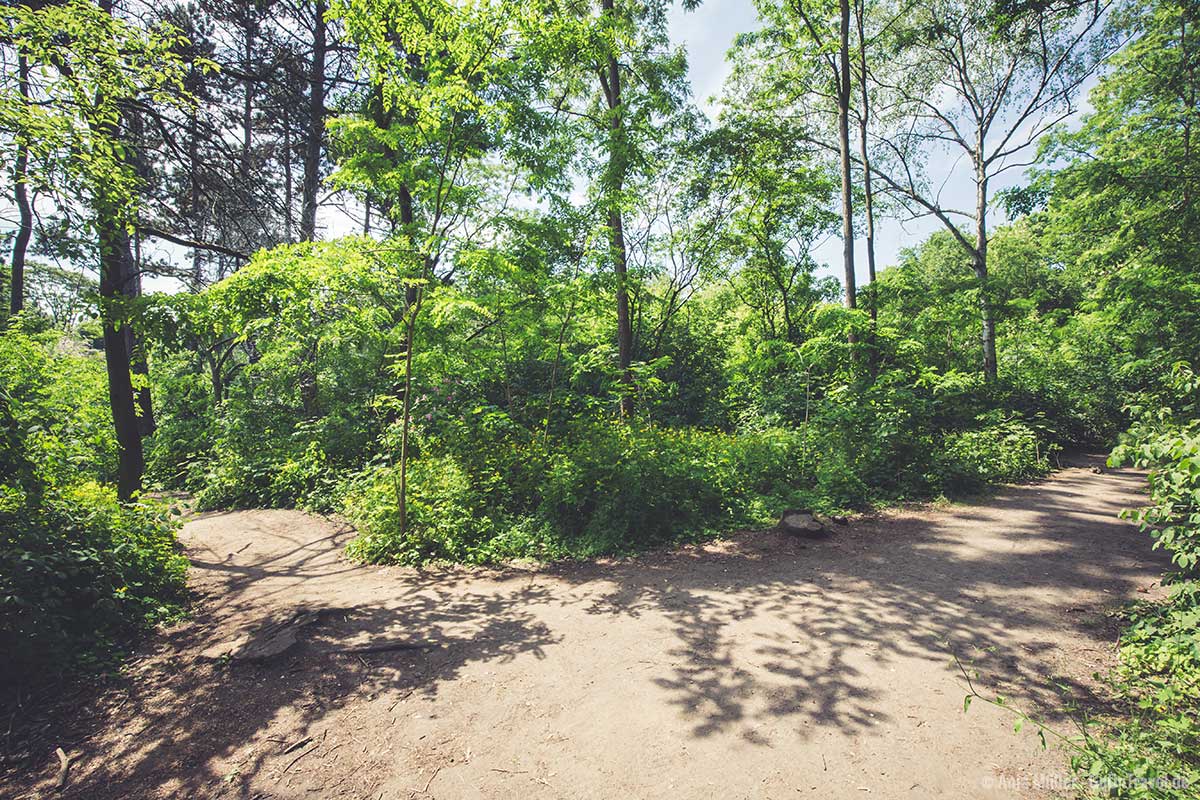 Verschlungene Wege in der Hasenheide