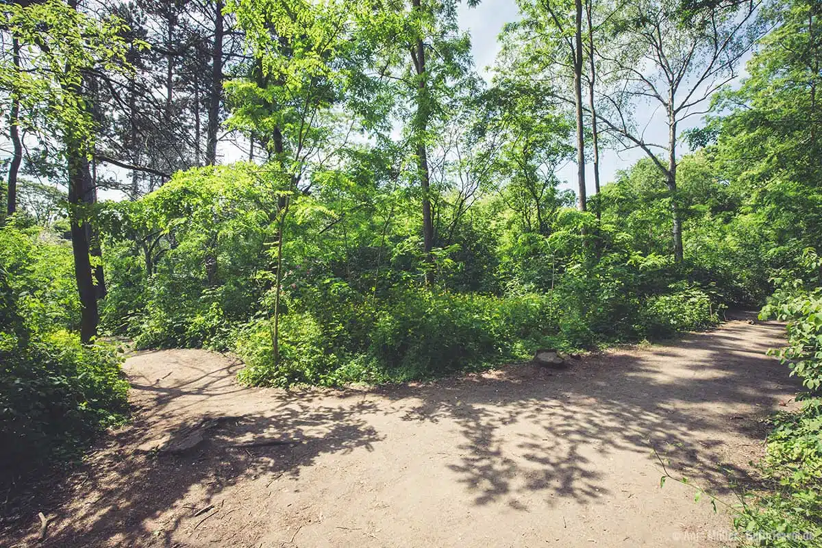 Verschlungene Wege in der Hasenheide Verschlungene Wege in der Hasenheide