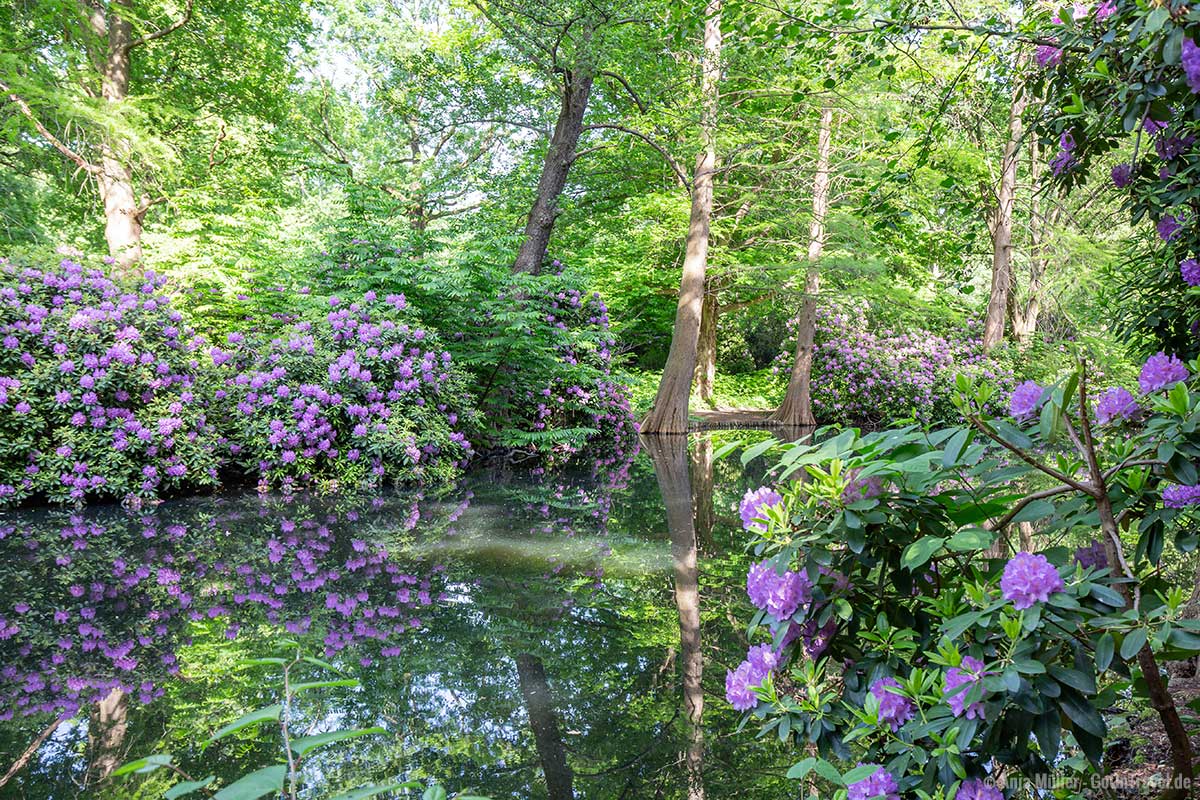 Rhododendronblüte im Tiergarten