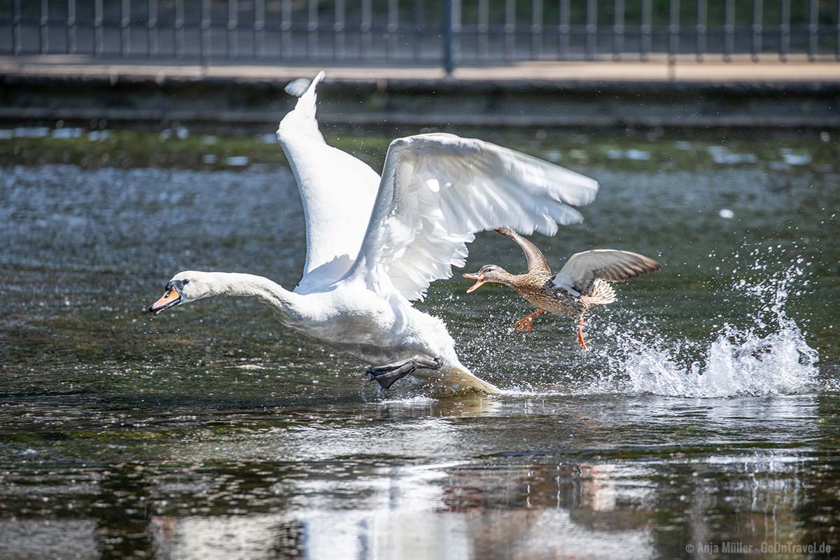 Ente jagt Schwan, ein eher ungewöhnliches Bild