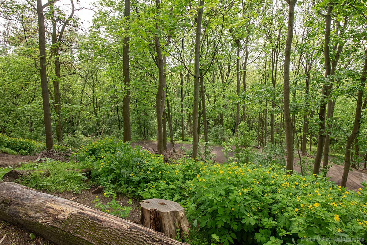 Weg zum Aussichtspunkt im Volkspark Humboldthain Weg zum Aussichtspunkt im Volkspark Humboldthain