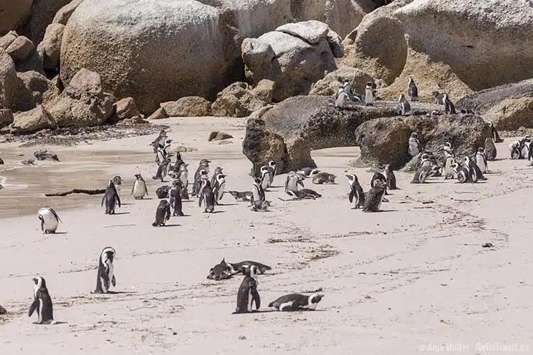 Pinguine beobachten am Boulders Beach