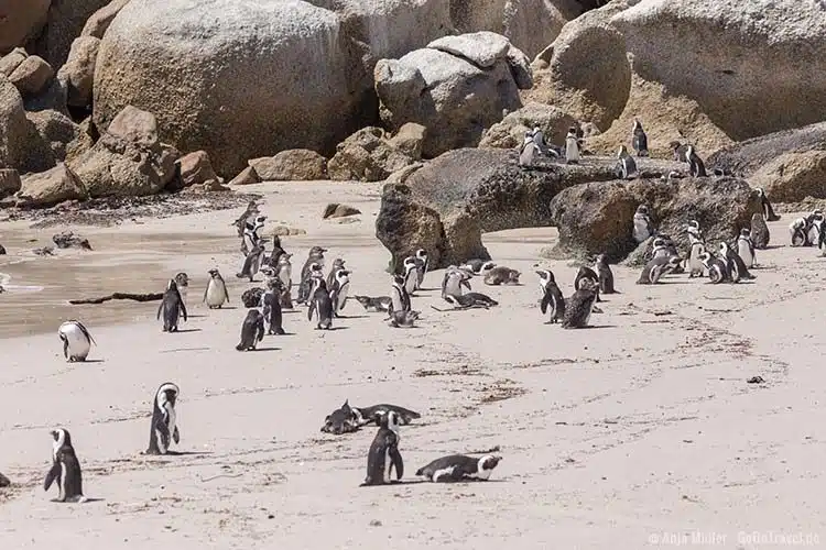 Pinguine beobachten am Boulders Beach Pinguine beobachten am Boulders Beach